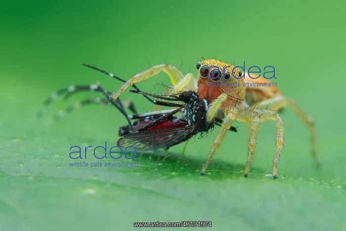 : Jumping spider (Cosmophasis lami) prey on aedes : Jumping spider (Cosmophasis lami) prey on aedes
