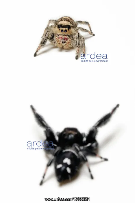 : Jumping spider Courtship : Jumping spider Courtship