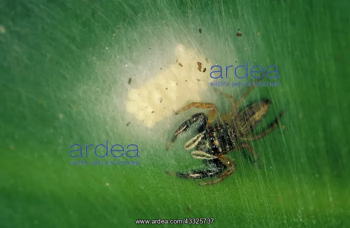 : Jumping spider with eggs : Jumping spider with eggs