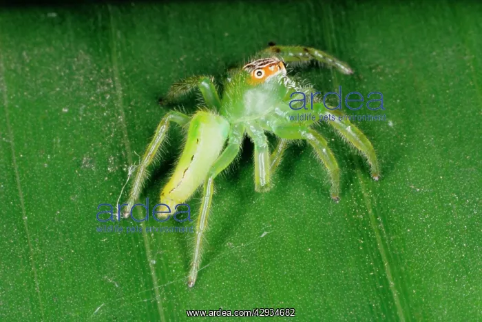 : A jumping spider (family Salticidae) common inhabitants : A jumping spider (family Salticidae) common inhabitants