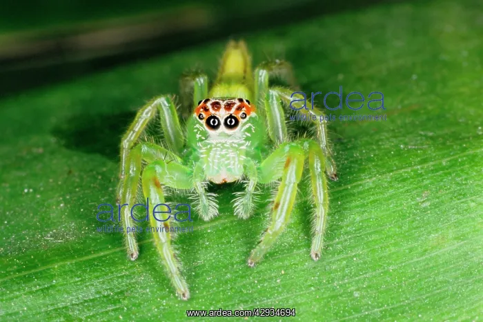 : A jumping spider (family Salticidae) common inhabitants : A jumping spider (family Salticidae) common inhabitants