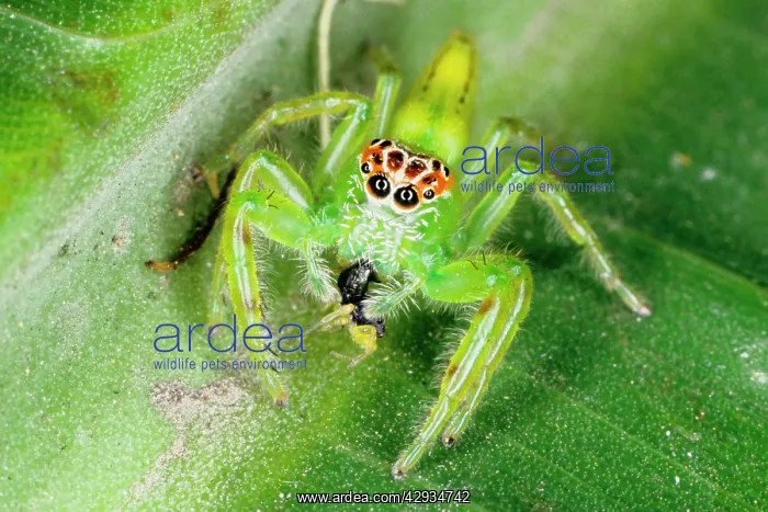 : A jumping spider (family Salticidae) common inhabitants : A jumping spider (family Salticidae) common inhabitants