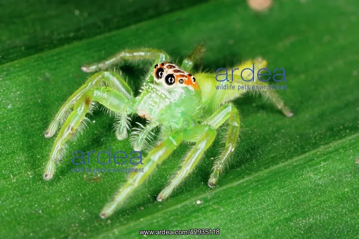 : A jumping spider (family Salticidae) common inhabitants : A jumping spider (family Salticidae) common inhabitants