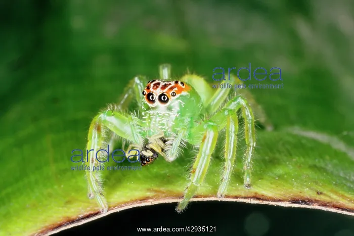 : A jumping spider (family Salticidae) common inhabitants : A jumping spider (family Salticidae) common inhabitants