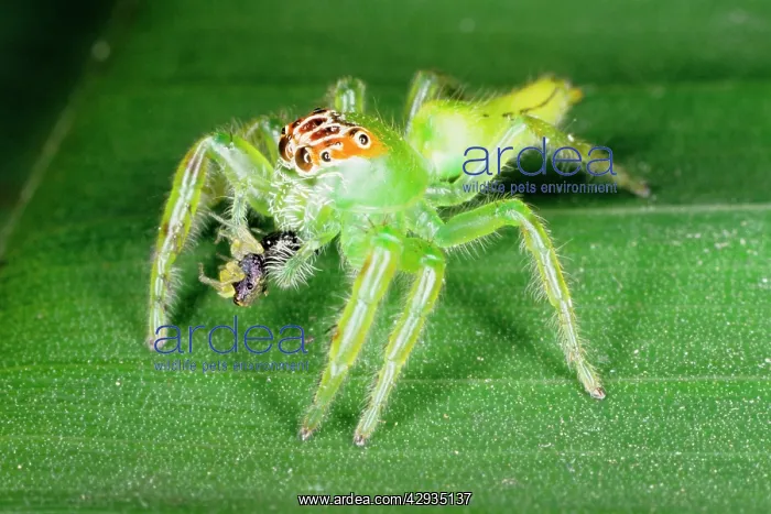: A jumping spider (family Salticidae) common inhabitants : A jumping spider (family Salticidae) common inhabitants