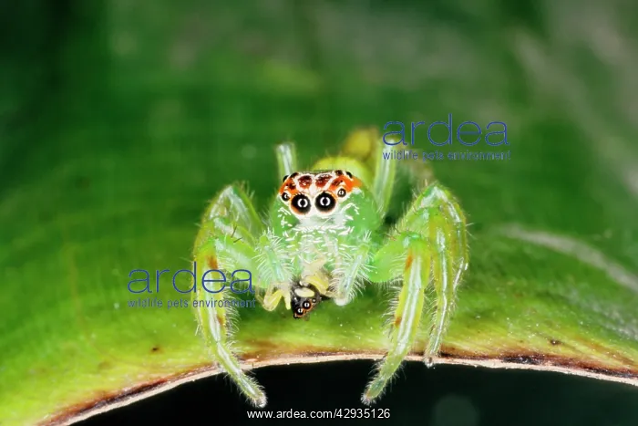 : A jumping spider (family Salticidae) that has just : A jumping spider (family Salticidae) that has just