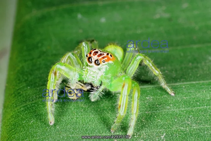: A jumping spider (family Salticidae) that has just : A jumping spider (family Salticidae) that has just