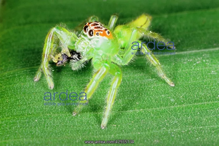 : A jumping spider (family Salticidae) that has just : A jumping spider (family Salticidae) that has just