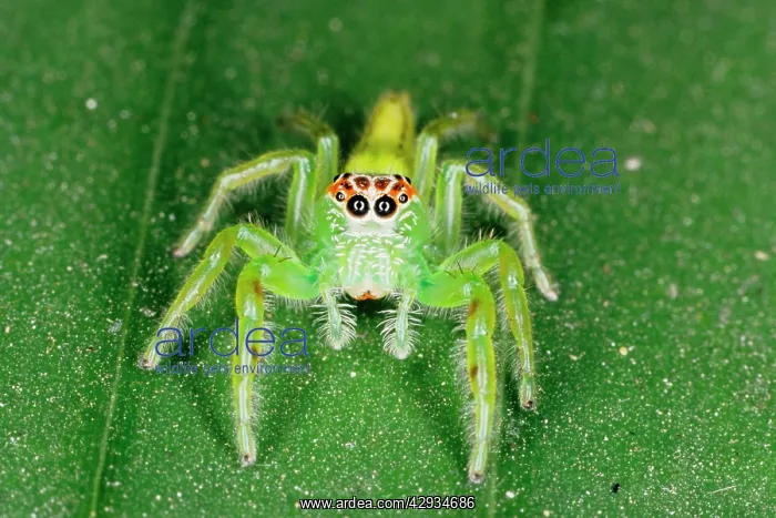 : A jumping spider (family Salticidae). Uses highly : A jumping spider (family Salticidae). Uses highly