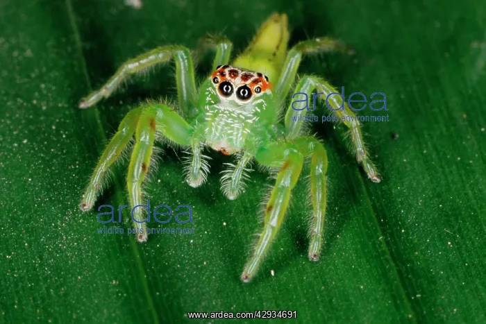  : A jumping spider (family Salticidae). Uses highly