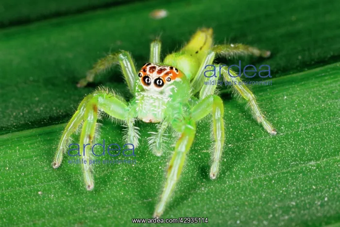: A jumping spider (family Salticidae). Uses highly : A jumping spider (family Salticidae). Uses highly
