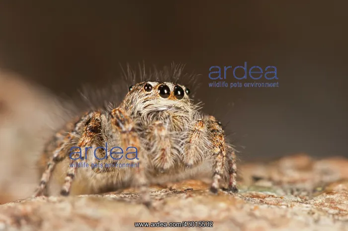 : Jumping Spider female on rock covered with lichen : Jumping Spider female on rock covered with lichen