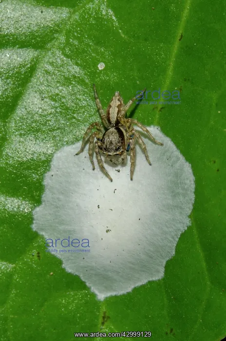 : Jumping Spider - guarding egg case nest on leaf : Jumping Spider - guarding egg case nest on leaf