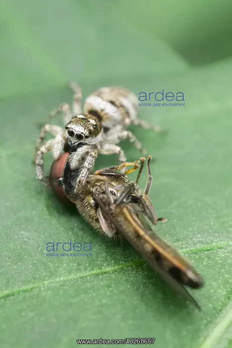 : Jumping spider with hoverfly prey - Norfolk UK : Jumping spider with hoverfly prey - Norfolk UK