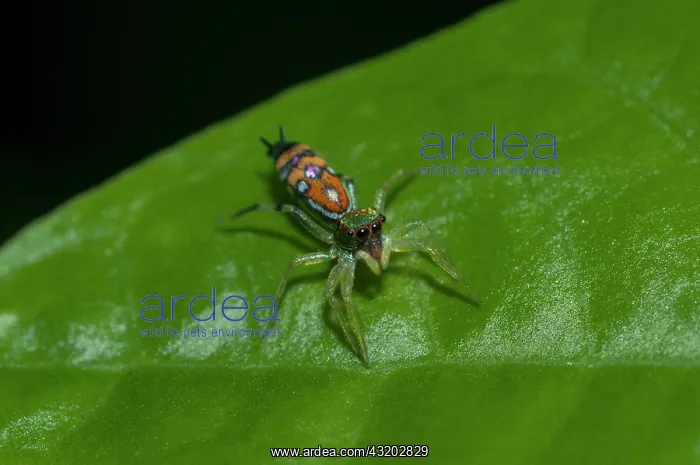 : Jumping Spider on leaf - Klungkung, Bali, Indonesia : Jumping Spider on leaf - Klungkung, Bali, Indonesia