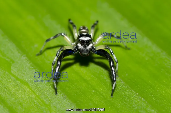 : Jumping Spider - on leaf - Klungkung, Bali, Indonesia : Jumping Spider - on leaf - Klungkung, Bali, Indonesia
