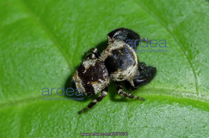 : Jumping Spider on leaf - West Bali National Park, near Menja : Jumping Spider on leaf - West Bali National Park, near Menja