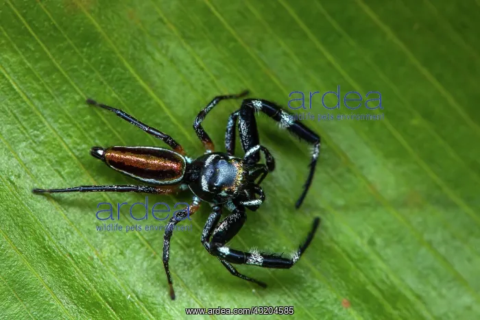 : Jumping Spider (Lurio sp) on a leaf, Saramaca, French : Jumping Spider (Lurio sp) on a leaf, Saramaca, French