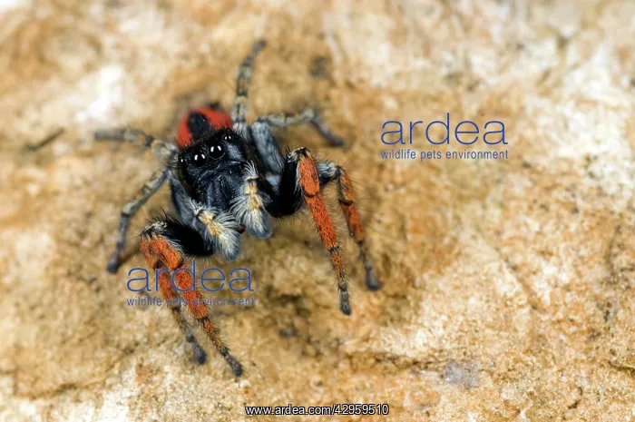 : Jumping Spider - male : Jumping Spider - male