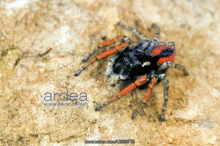 : Jumping Spider - male : Jumping Spider - male