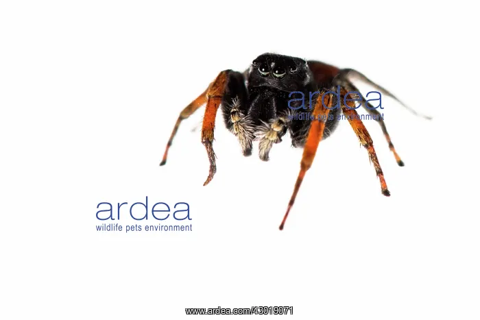  : Jumping Spider male on white background