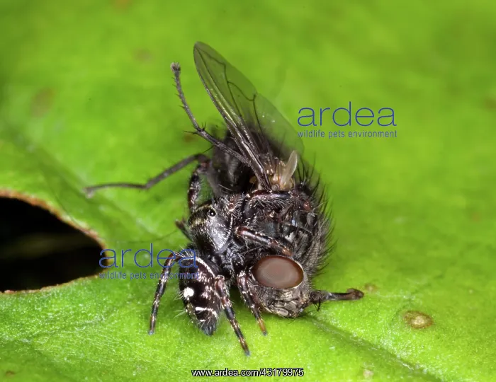 : Jumping Spider with Prey : Jumping Spider with Prey