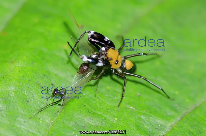  : Jumping Spider with prey