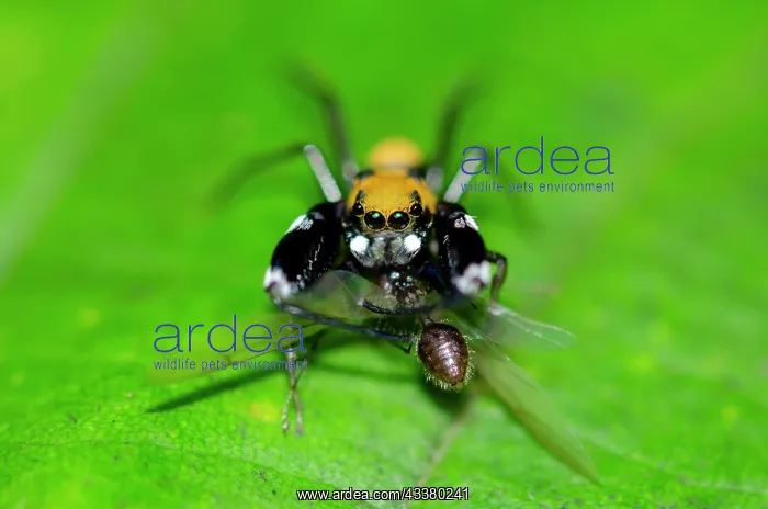 : Jumping Spider with prey : Jumping Spider with prey