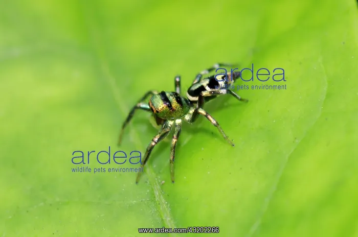 : Jumping Spider - Saba, Bali, Indonesia : Jumping Spider - Saba, Bali, Indonesia