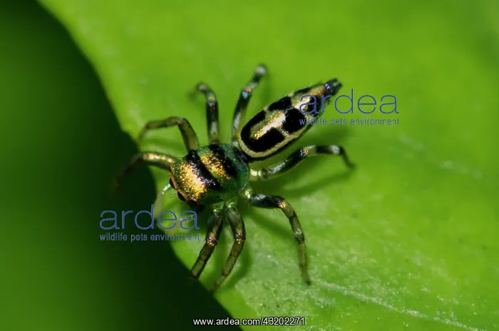 : Jumping Spider - Saba, Bali, Indonesia : Jumping Spider - Saba, Bali, Indonesia