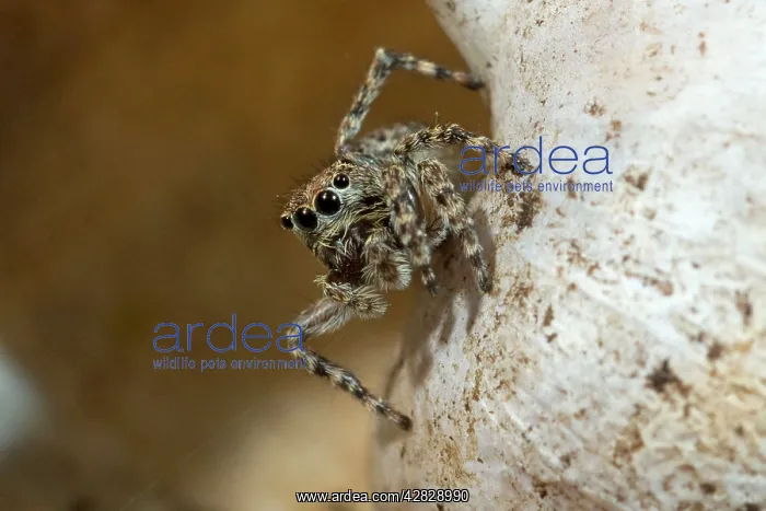: Jumping Spider on snail shell : Jumping Spider on snail shell