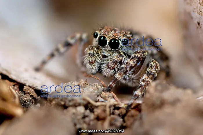 : Jumping Spider on snail shell : Jumping Spider on snail shell