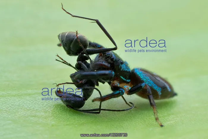 : Jumping spider (Thiania bhamoensis) catching an : Jumping spider (Thiania bhamoensis) catching an