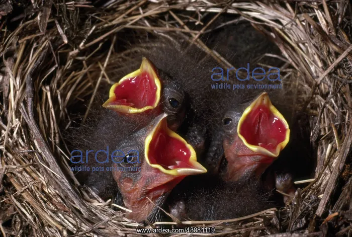 : Junco Chicks : Junco Chicks