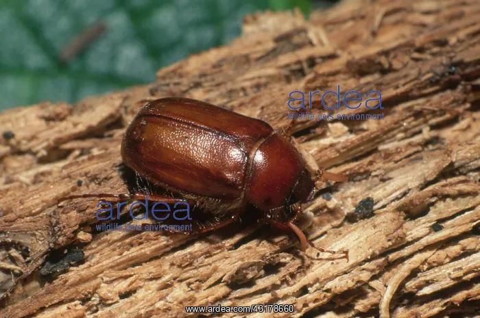 : June Beetle : June Beetle
