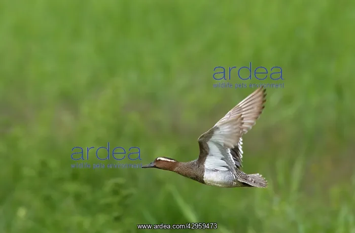 : June - North Norfolk - UK : June - North Norfolk - UK