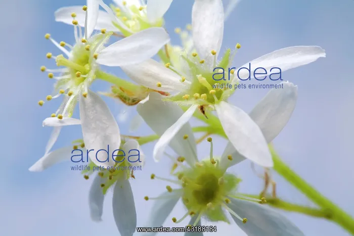 : Juneberry (Amelanchier lamarckii) flowering, Den Helder : Juneberry (Amelanchier lamarckii) flowering, Den Helder