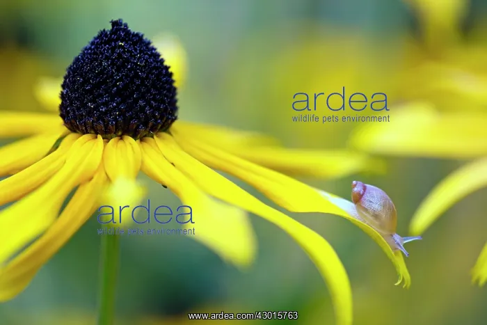 : Jung Garden Snail - on petal of Black Eyed Susan : Jung Garden Snail - on petal of Black Eyed Susan