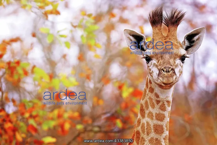 : Junge Giraffe in buntem Laub, Kruger NP, S : Junge Giraffe in buntem Laub, Kruger NP, S