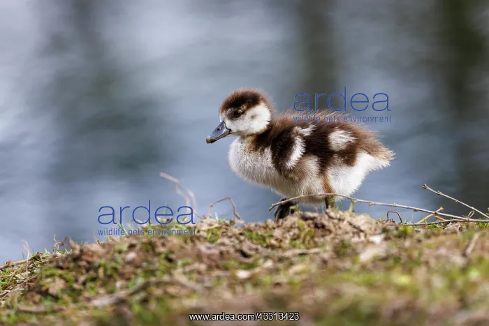 : Junge Nilgans (Alopochen aegyptiaca), Deutschland : Junge Nilgans (Alopochen aegyptiaca), Deutschland