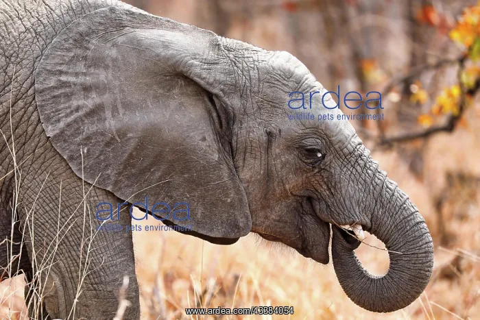 : Junger Elefant im Kruger Nationalpark S : Junger Elefant im Kruger Nationalpark S