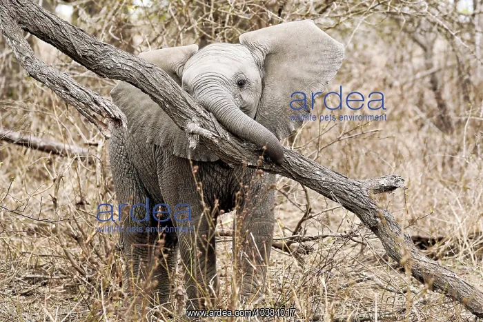 : Junger Elefant spielt mit einem Baum im Kruger Nationalpark : Junger Elefant spielt mit einem Baum im Kruger Nationalpark