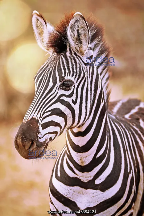 : Junges Steppenzebra, S : Junges Steppenzebra, S