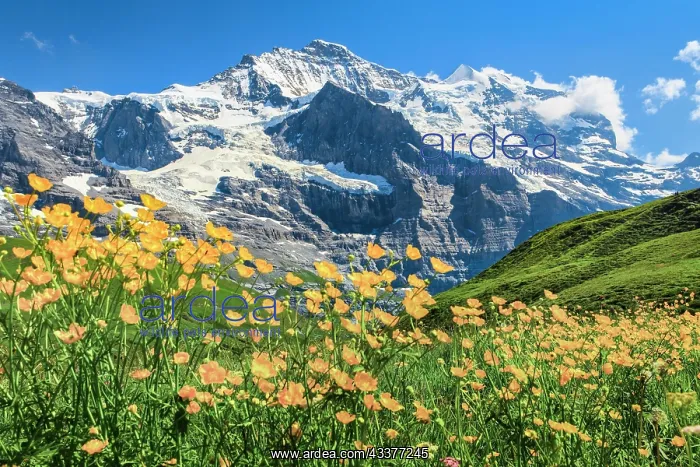 : Jungfrau with buttercup, Bernese Oberland, Switzerland : Jungfrau with buttercup, Bernese Oberland, Switzerland