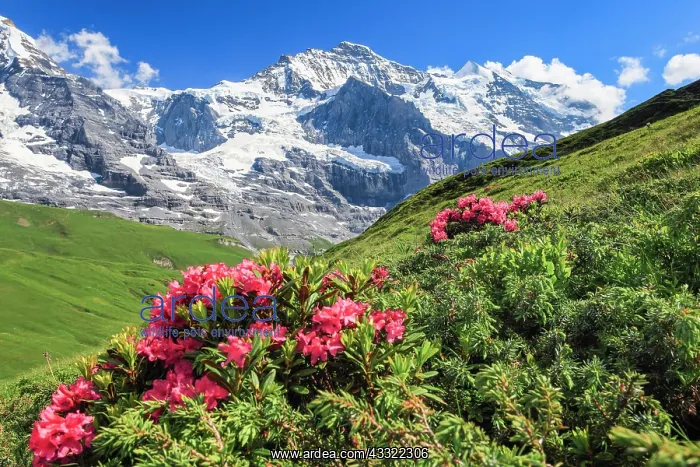 : Jungfrau mit Alpenrosen, Berner Oberland, Schweiz : Jungfrau mit Alpenrosen, Berner Oberland, Schweiz