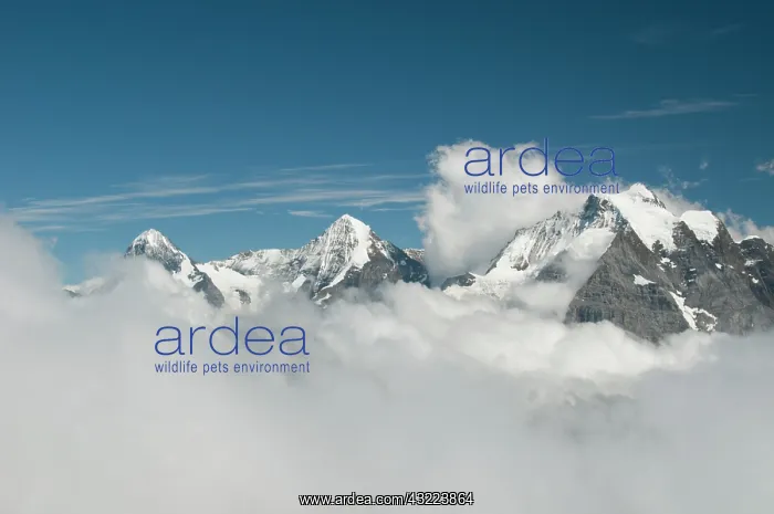 : Jungfrau Range : Eiger, Monch and Jungfrau : Jungfrau Range : Eiger, Monch and Jungfrau