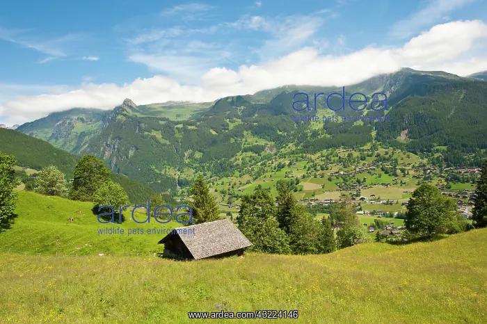 : Jungfrau Region, Switzerland. Alpine pasture : Jungfrau Region, Switzerland. Alpine pasture