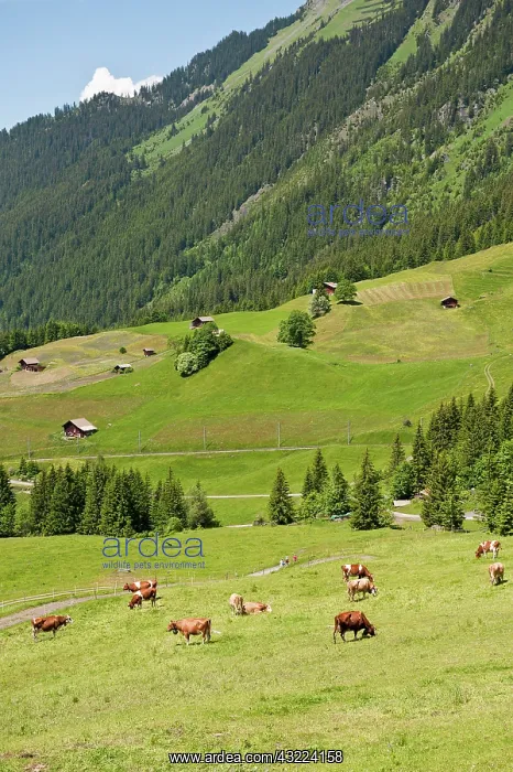 : Jungfrau Region, Switzerland. Alpine pasture : Jungfrau Region, Switzerland. Alpine pasture