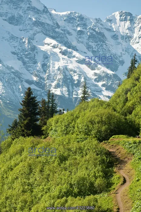 : Jungfrau Region, Switzerland. Alping trail : Jungfrau Region, Switzerland. Alping trail