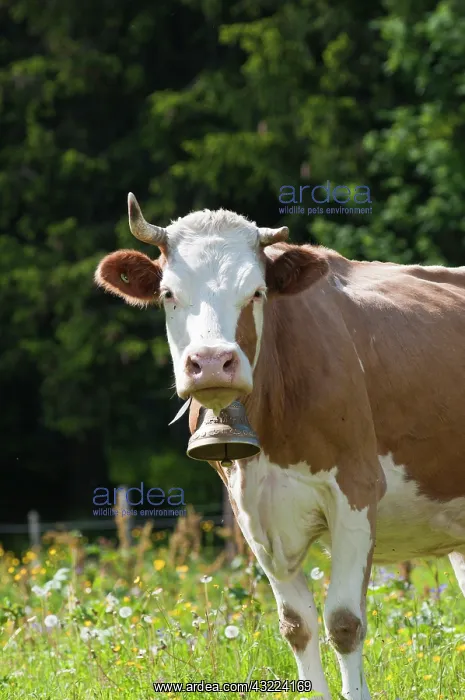 : Jungfrau Region, Switzerland. Cow and cowbell : Jungfrau Region, Switzerland. Cow and cowbell